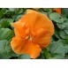 608300-viola-wittrockiana-hybriden-oranjezon