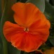 608350-viola-wittrockiana-hybriden-padparadja-f2