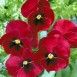 608400-viola-wittrockiana-hybriden-raspberry-rose-luzern