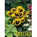 608500-viola-wittrockiana-hybriden-rhinegold-firnengold