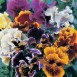 608550-viola-wittrockiana-hybriden-rococo-mixed-germania-frou-frou
