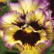 608560-viola-wittrockiana-hybriden-frizzle-sizzle-lemonberry