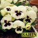 608700-viola-wittrockiana-hybriden-silverbride