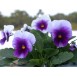 608750-viola-wittrockiana-hybriden-tempo-blau-weiss-beaconsfield