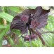 632150-tacca-chantrieri