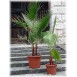 632300-washingtonia-filifera