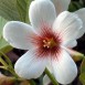 640990-aleurites-fordii