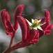 641040-anigozanthos-flavidus