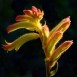 641042-anigozanthos-humilis