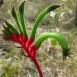 641045-anigozanthos-manglesii