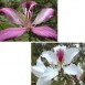 641160-bauhinia-mixed