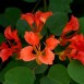 641162-bauhinia-galpinii