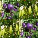 641170-billardiera-longiflora