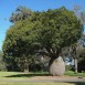 641172-brachychiton-rupestris