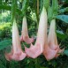 641174-brugmansia-arborea-pink-single