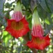 641178-brugmansia-sanguinea