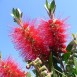 641200-callistemon-citrinus