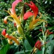 641340-canna-brasiliensis