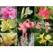 641370-canna-indica-hybriden-mixed-hybrids