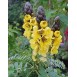 641950-cassia-didymobotrya