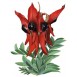 642200-clianthus-formosus