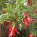 642250-clianthus-puniceus
