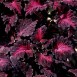 642320-coleus-hybridus-black-dragon