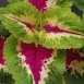 642330-coleus-hybridus-folia-marble