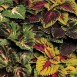 642350-coleus-hybridus-kong-empire-mixed