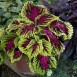 642360-coleus-hybridus-kong-rose