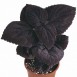 642390-coleus-hybridus-palisandra