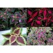 642400-coleus-hybridus-improved-rainbow-mixed