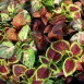 642420-coleus-hybridus-wizard-collectie