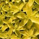 642422-coleus-hybridus-wizard-golden