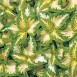 642424-coleus-hybridus-wizard-jade