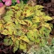 642427-coleus-hybridus-wizard-mosaic