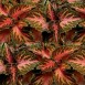 642430-coleus-hybridus-wizard-pink-coral-sunrise