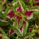 642435-coleus-hybridus-wizard-rose