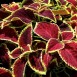 642440-coleus-hybridus-wizard-scarlet