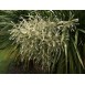 642495-cordyline-australis