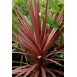 642500-cordyline-australis-purpurea