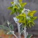 642540-crotalaria-cunninghamii