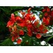 643300-delonix-regia
