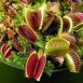 643315-dionaea-muscipula