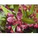 643320-dodonaea-viscosa