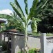 643340-ensete-glaucum
