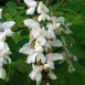 652500-robinia-pseudoacacia