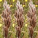 676430-thamnochortus-rigidus