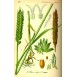 676440-triticum-aestivum-tataros-residence-julius