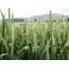 676445-triticum-aestivum-goplana-telimena-lavett-tybalt